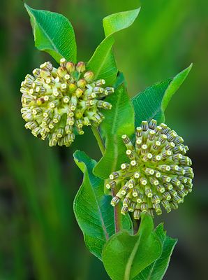 Green Milkweed