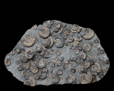 Ammonite assemblage, Lower Jurassic, North Yorkshire, U.K.