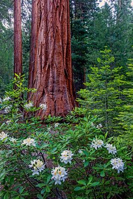 Sequoia and Western Azaleas, Sequoia National Park, CA