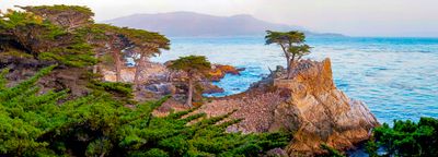 Lone Monterey Cypress, Monterey Bay, CA