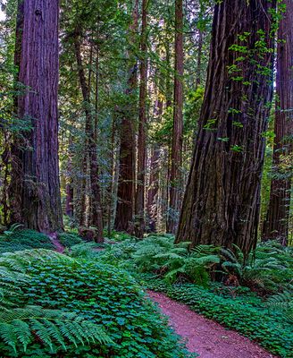 Drury- Cheney Grove, Humbolt Redwoods State Park, CA