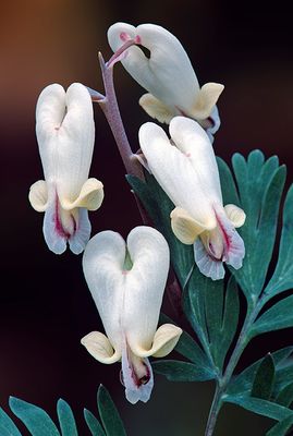 Squirrel Corn, Messenger Woods, Will County, IL