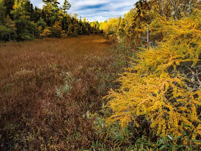 Swale bordered by Tamarack and Cedar trees, Ridges Sanctuary, Door County, WI