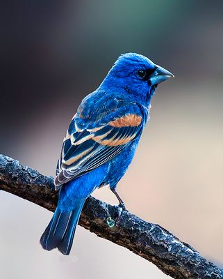 Blue-headed  Grosbeak