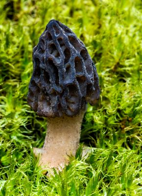 Black Morel Mushroom, Ridges Sanctuary, Bailey's Harbor, Door County, WI