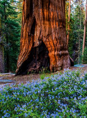 Sequoia, Sequoia National Park, CA