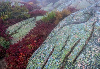 Lichens on jointed granite with blueberries, Cadillac Mountain, Acadia National Park, ME