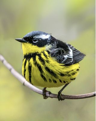 Magnolia Warbler, Magee Marsh, Ohio