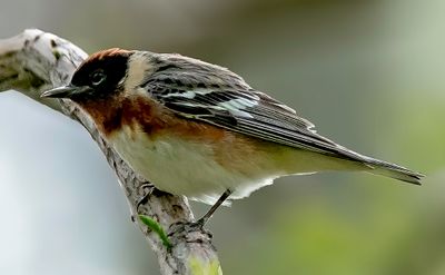 Bay-breasted Warbler, Magee Marsh, Ohio