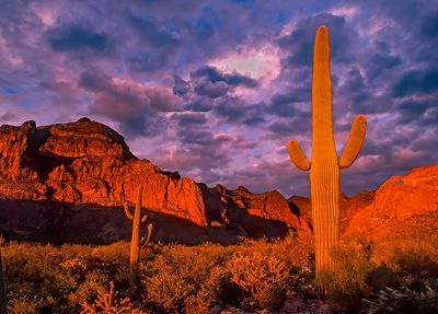 Sunset at Organ Pipe Cactus National Monument