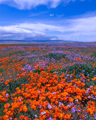Poppies, Filaree, and Baby Blue-eyes, Antelope Valley CA