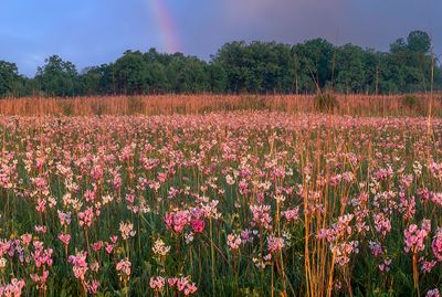 Shooting Stars at Chiwaukee Prairie, WI