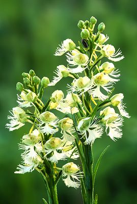 Dew Covered Prairie White Fringed Orchid, Chiwaukee Prairie, Kenosha County, WI