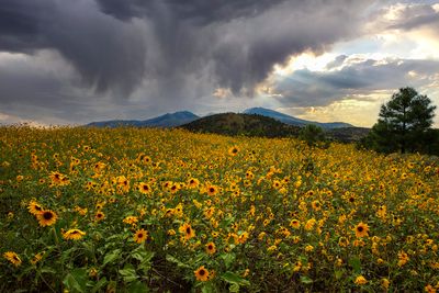 Sunset Crater National Monument, AZ