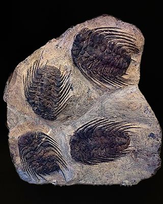 Selenopeltis, Ordovician Trilobite