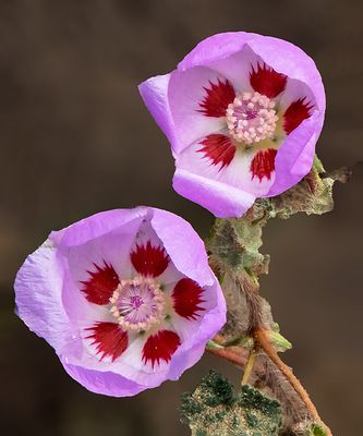 Desert Five-spot, Death Valley National Park, CA