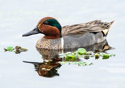 Green-winged Teal, Bubbling Ponds, Page Springs, AZ