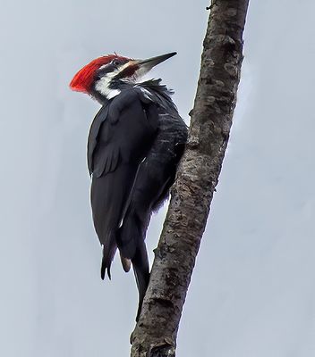 Pileated woodpecker, Tahquamenon Falls State Park, MI.jpg