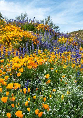 Lupines, Mexican Gold Poppies, and Popcorn Flowers, Rattlesnake Cove, Bartlett Lake Regional Park, AZ
