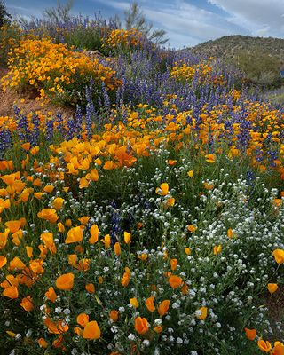Lupines, Mexican Gold Poppies, and Popcorn Flowers, Rattlesnake Cove, Bartlett Lake Regional Park, AZ