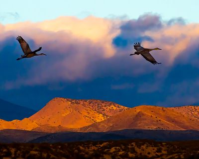 Sand Hills Cranes, over Bosque del Apache National Wildlife Refuge, New Mexico
