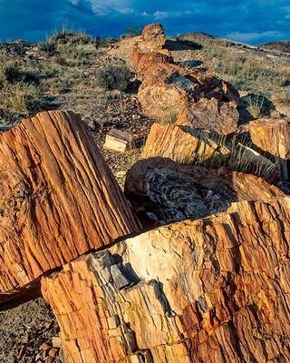 Broken petrified log, Petrified Forest National Park. AZ