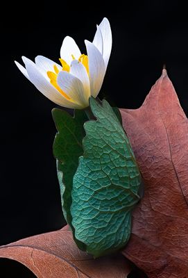 Bloodroot amid Oak Leaves, Messenger Woods, Will County, IL