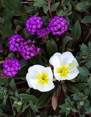 Sand Verbena and Evening Primrose, Anza Borego Desert State Park, CA