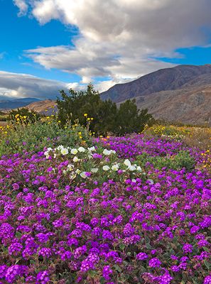 Desert Sand  Verbena, Desert Gold Sunflowers, and Dune Evening Primrose, Anza Borrego Desert State Park, CA