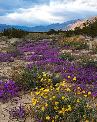 Henderson Canyon Road, Anza Borrego Desert State Park, CA