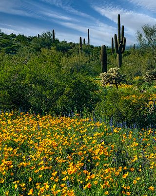 Desert Super Bloom, Picacho Peak State Park, AZ