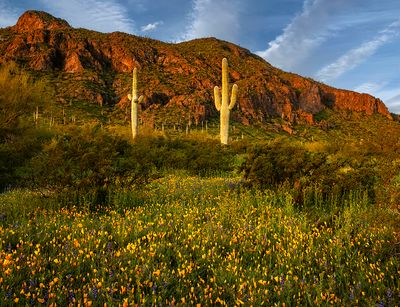 Spring, Picacho Peak State Park, AZ