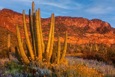 Organ Pipe Cactus at Sunset, Organ Pipe Cactus National Monument, AZ