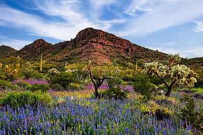 Spring Sunrise, Organ Pipe Cactus National Monument, AZ