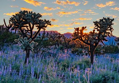 Sunset through Chainfruit Chollas, Organ Pipe Cactus National Monument, AZ