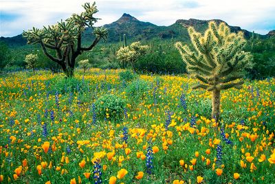 Chainfruit Cholla amongst poppies and lupines, Organ Pipe Cactus National Monument, AZ