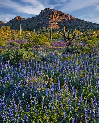 Lupines, Wallflower, and, Phacelia, Organ Pipe Cactus National Monument, AZ