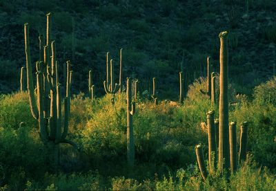 Late Light on Budding Saguaros, Organ Pipe National Monument, AZ