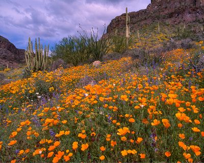Hillside Poppies, Organ Pipe Cactus National Monument, AZ 