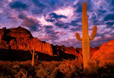 Sunset at Organ Pipe Cactus National Monument, AZ