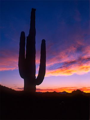 Saguaro at Sunset, Organ Pipe Cactus National Monument, AZ