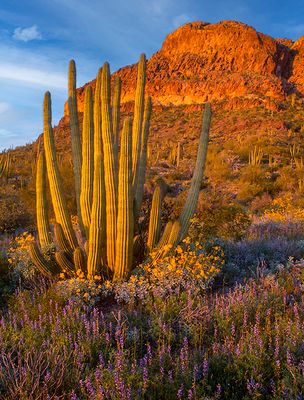 Organ Pipe Cactus with Lupines and Brittlebush at Organ Pipe Cactus National Monument, AZ 