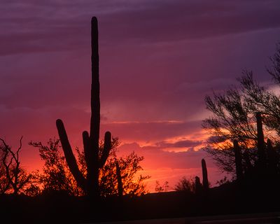 Organ Pipe Cactus National Monument Sunset, AZ