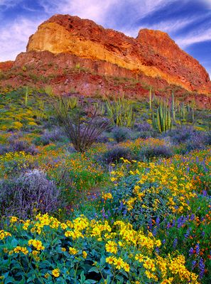 Brittle Bush, Mexican Gold Poppies, and Lupines, Organ Pipe Cactus National Monument, AZ