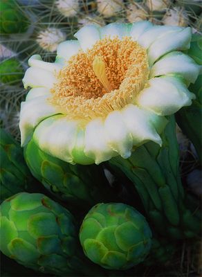Saguaro Cactus bloom, Organ Pipe Cactus National Monument, AZ