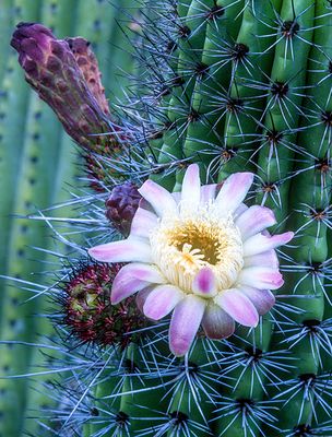 Organ Pipe Cactus bloom, Organ Pipe Cactus National Monument, AZ