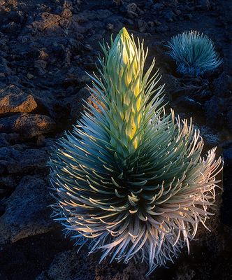 Sword Plant on Haleakela Volcano, Maui, HI