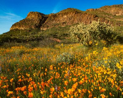 Poppies, Brittlebush, and Chainfruit Cholla, Organ Pipe National Monument, AZ