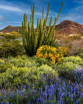 Organ Pipe Cactus with Brittlebush and Lupines, Organ  Pipe Cactus National Monument, AZ
