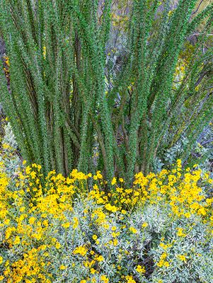 Brittlebush and Ocotillo, Organ Pipe Cactus National Monument, AZ